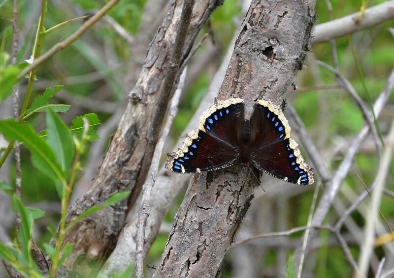 Mourning Cloak1